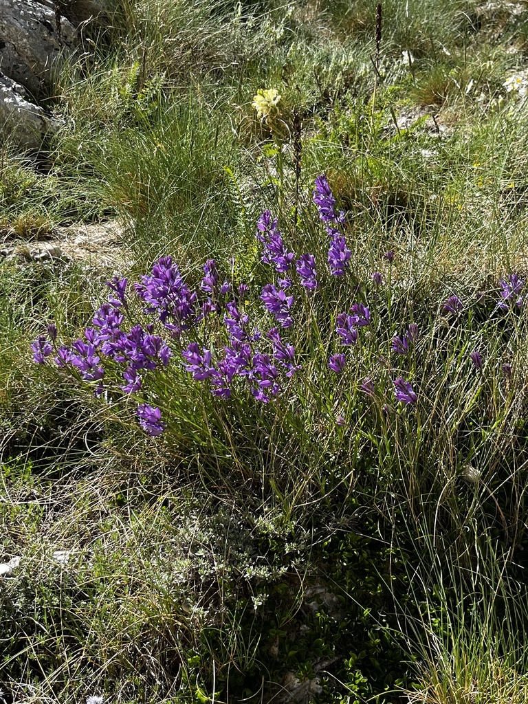 Polygala nicaeensis (Polygala nicaeensis)