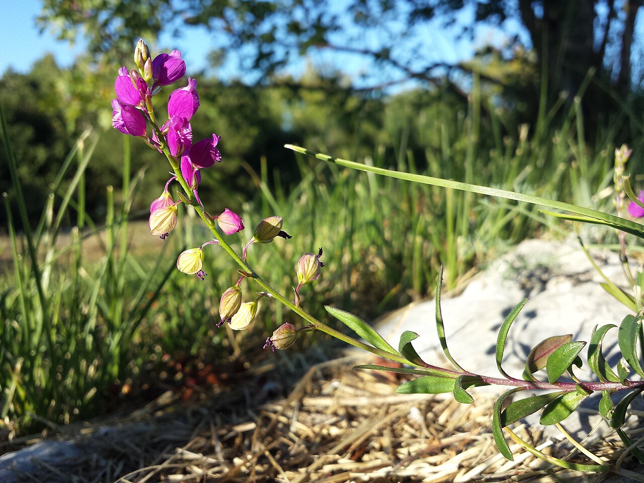 Polygala nicaeensis: Habitus Taxonym: Polygala nicaeensis ss Rottensteiner: Exkursionsflora für Istrien ISBN 978-3-85328-067-6 Location: city ruins of Monkodonja, community Rovinj