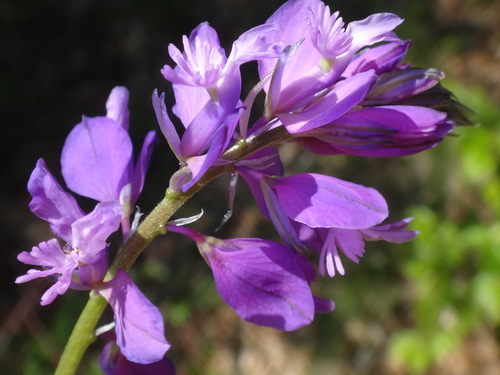 Polygala nicaeensis (Polygala nicaeensis)
