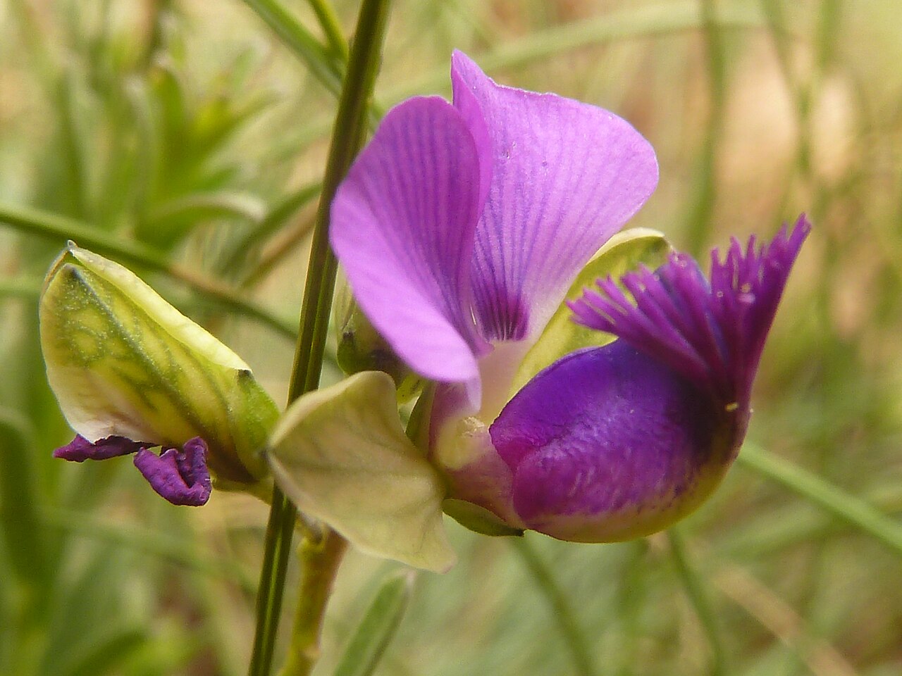 Polygala rehmannii: Flower of Bolao-bo-boholo on the crest of the Magaliesberg, near Skeerpoort, Gauteng