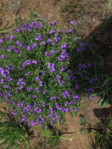 Polygala rehmannii (Polygala rehmannii)