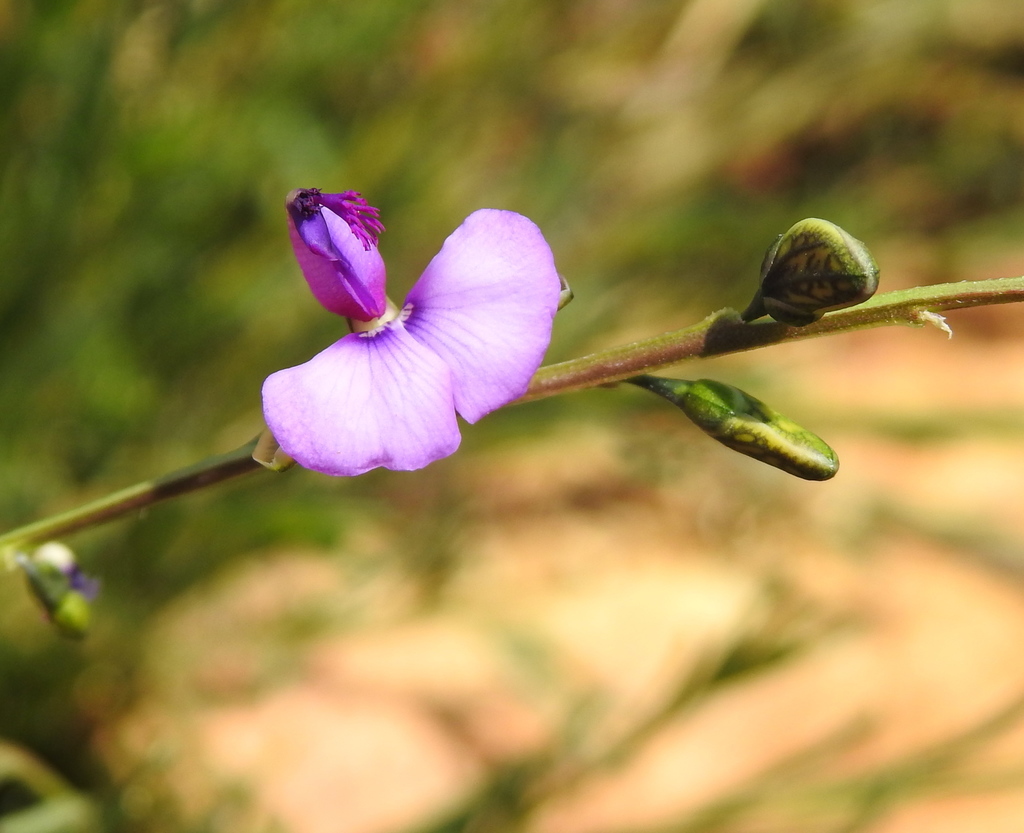 Polygala rehmannii (Polygala rehmannii)