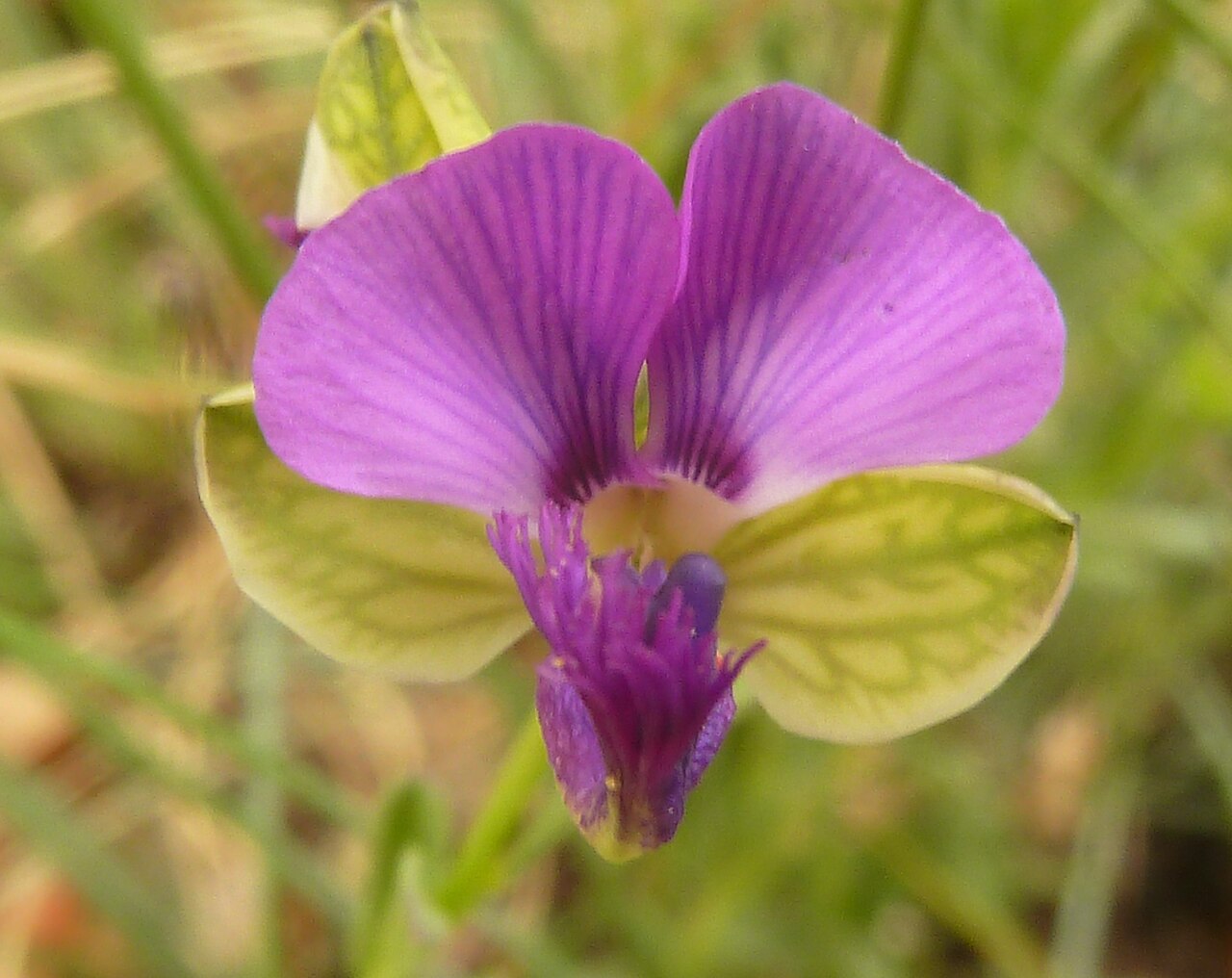 Polygala rehmannii: Flower of Bolao-bo-boholo on the crest of the Magaliesberg, near Skeerpoort, Gauteng
