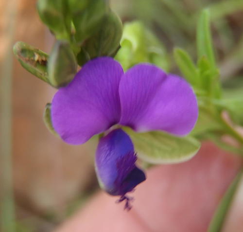 Polygala rehmannii (Polygala rehmannii)