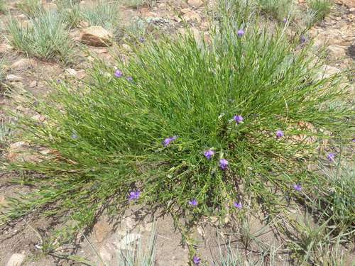 Polygala rehmannii (Polygala rehmannii)