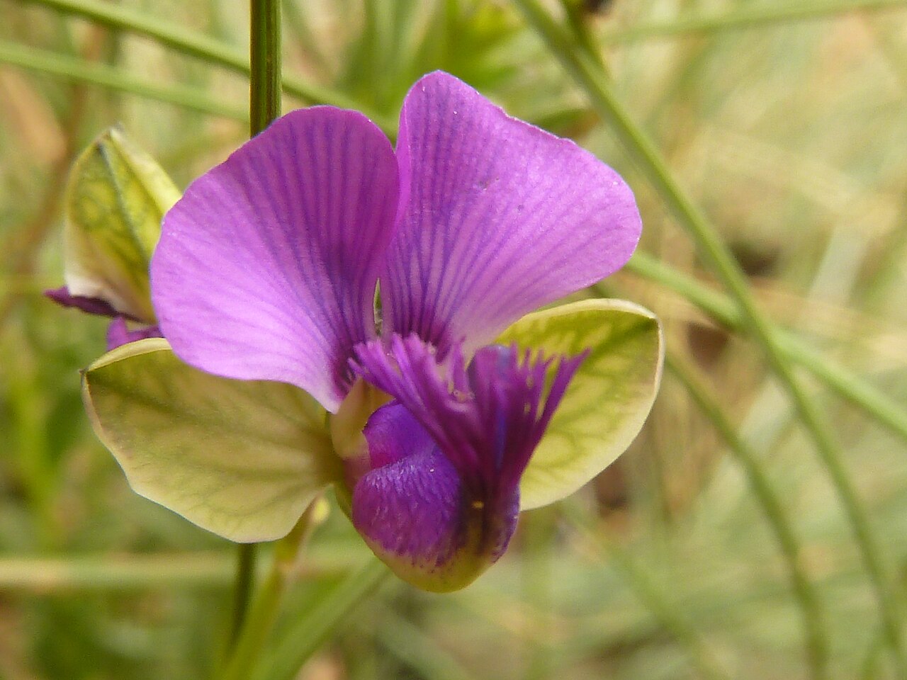 Polygala rehmannii: Flower of Bolao-bo-boholo on the crest of the Magaliesberg, near Skeerpoort, Gauteng