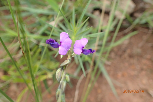 Polygala rehmannii (Polygala rehmannii)
