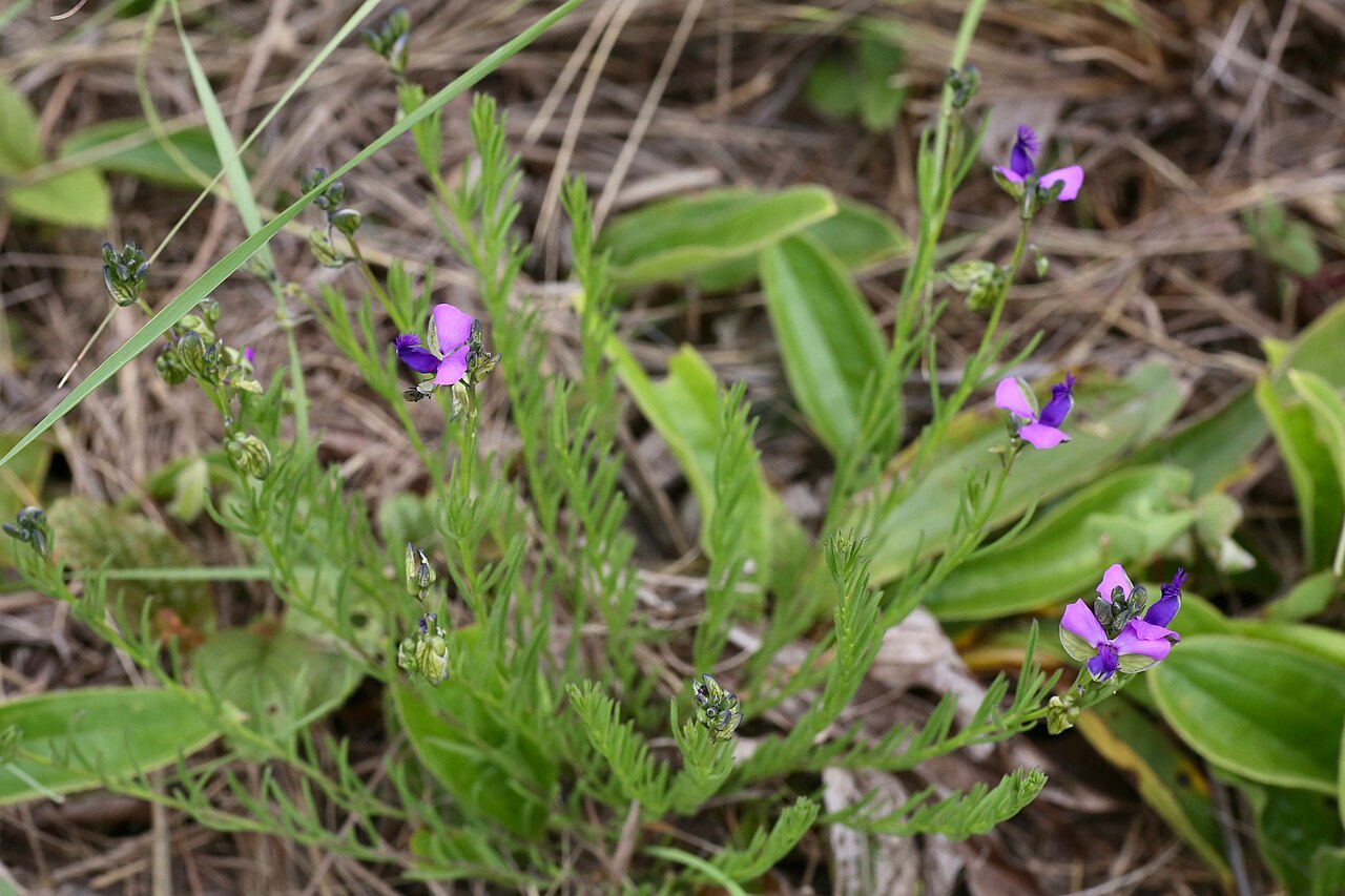 Polygala rehmannii: South Africa, KwaZulu-Natal, Giants Castle Game Reserve.