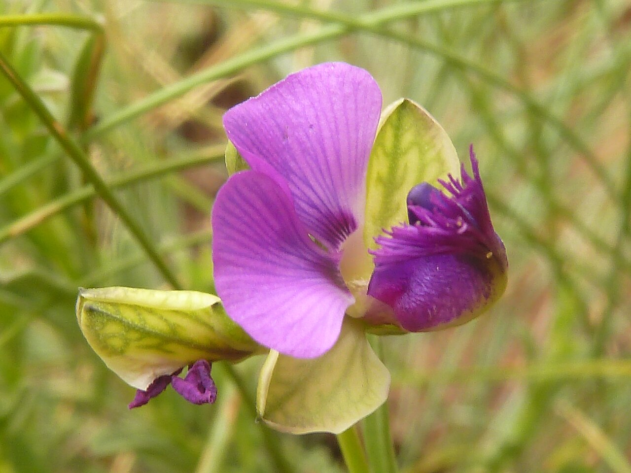 Polygala rehmannii: Flower of Bolao-bo-boholo on the crest of the Magaliesberg, near Skeerpoort, Gauteng