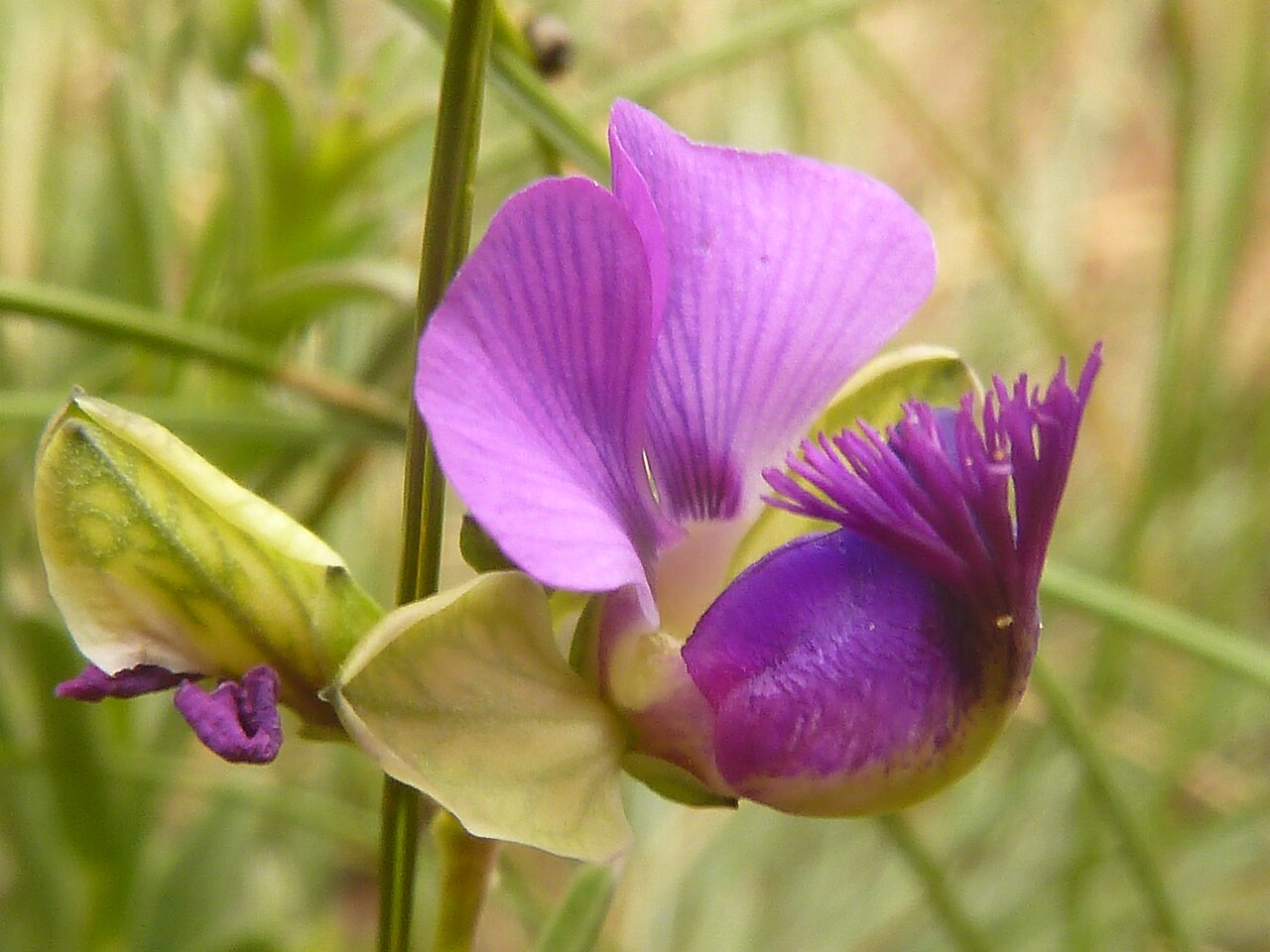 Polygala rehmannii: Flower of Bolao-bo-boholo on the crest of the Magaliesberg, near Skeerpoort, Gauteng