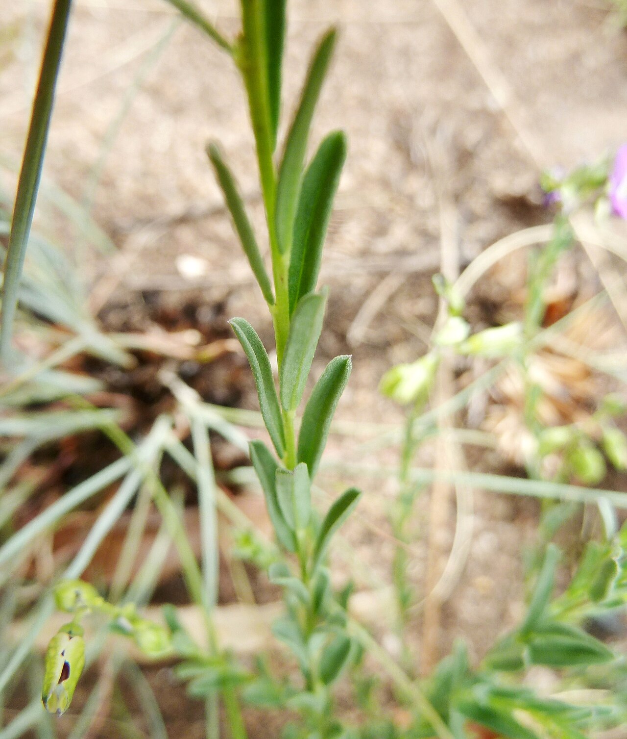Polygala rehmannii: Stem and leaves of Bolao-bo-boholo on the crest of the Magaliesberg, near Skeerpoort, Gauteng