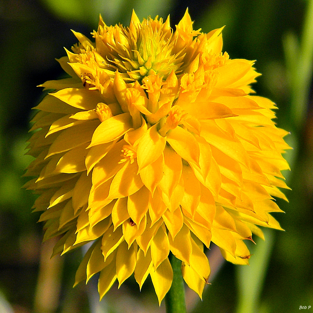Yellow milkwort: This is the aptly named Big yellow milkwort — at Jonathan Dickinson State Park. Polygala rugelii is endemic to Florida and found nowhere else. They are everywhe