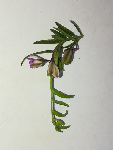 Polygala rupestris (Polygala rupestris)