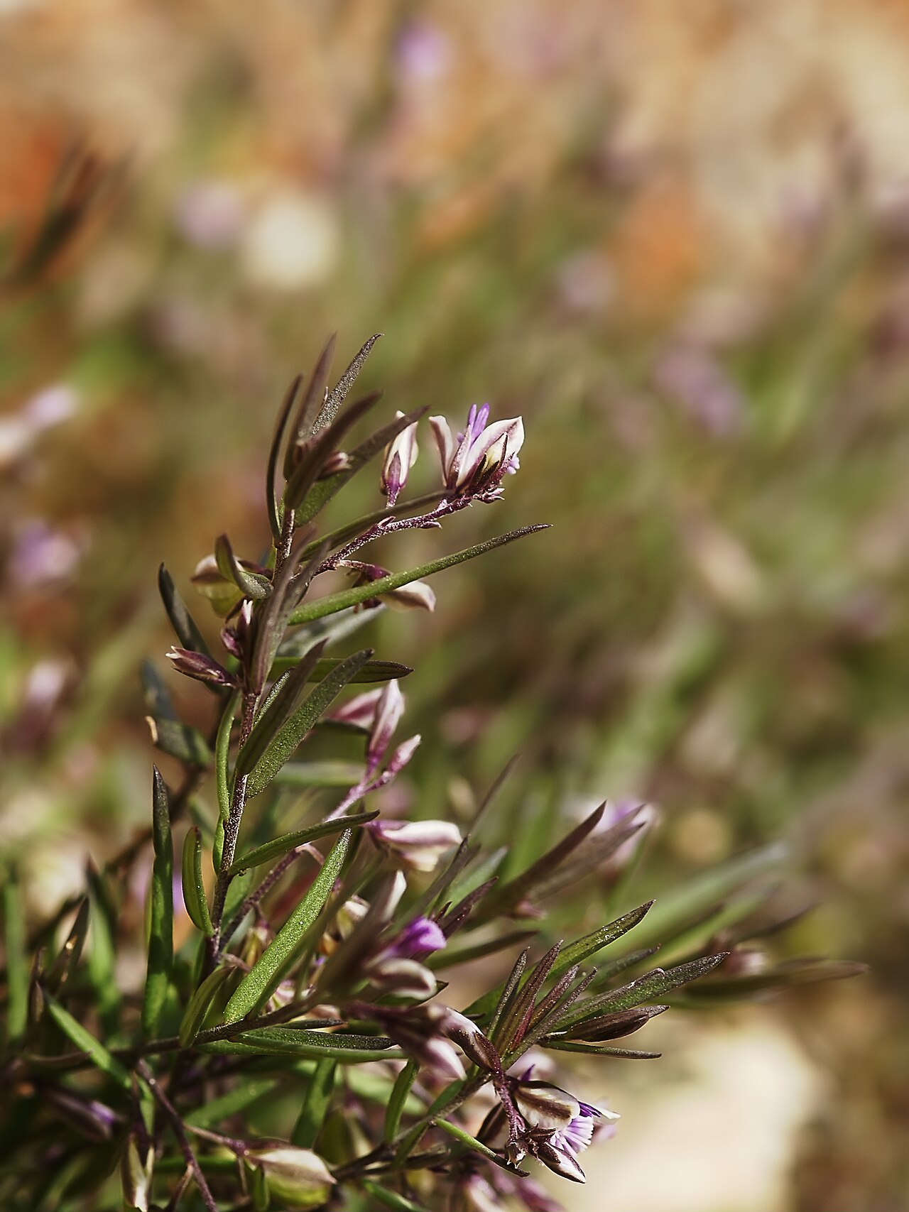 Polygala rupestris: Nice Milkwort near Castell de Santueri, Mallorca.