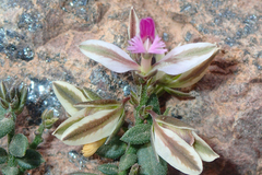 Polygala rupestris (Polygala rupestris)