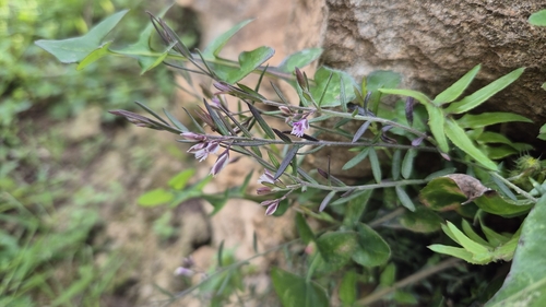 Polygala rupestris (Polygala rupestris)