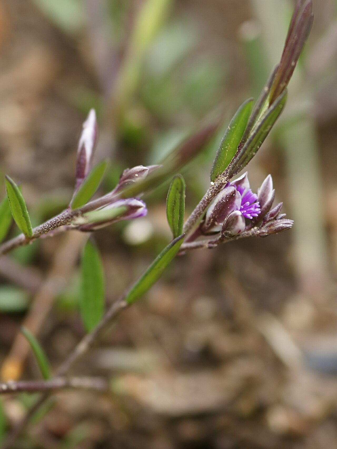 Polygala rupestris: Nice Milkwort near Castell de Santueri, Mallorca.