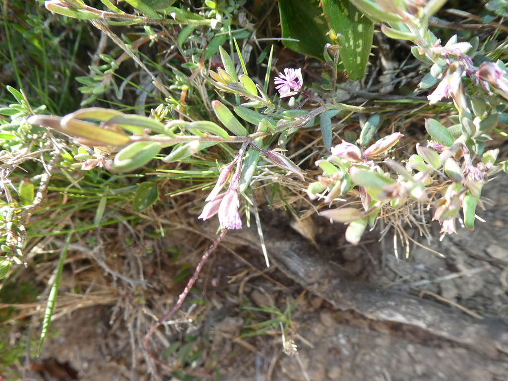 Polygala rupestris (Polygala rupestris)
