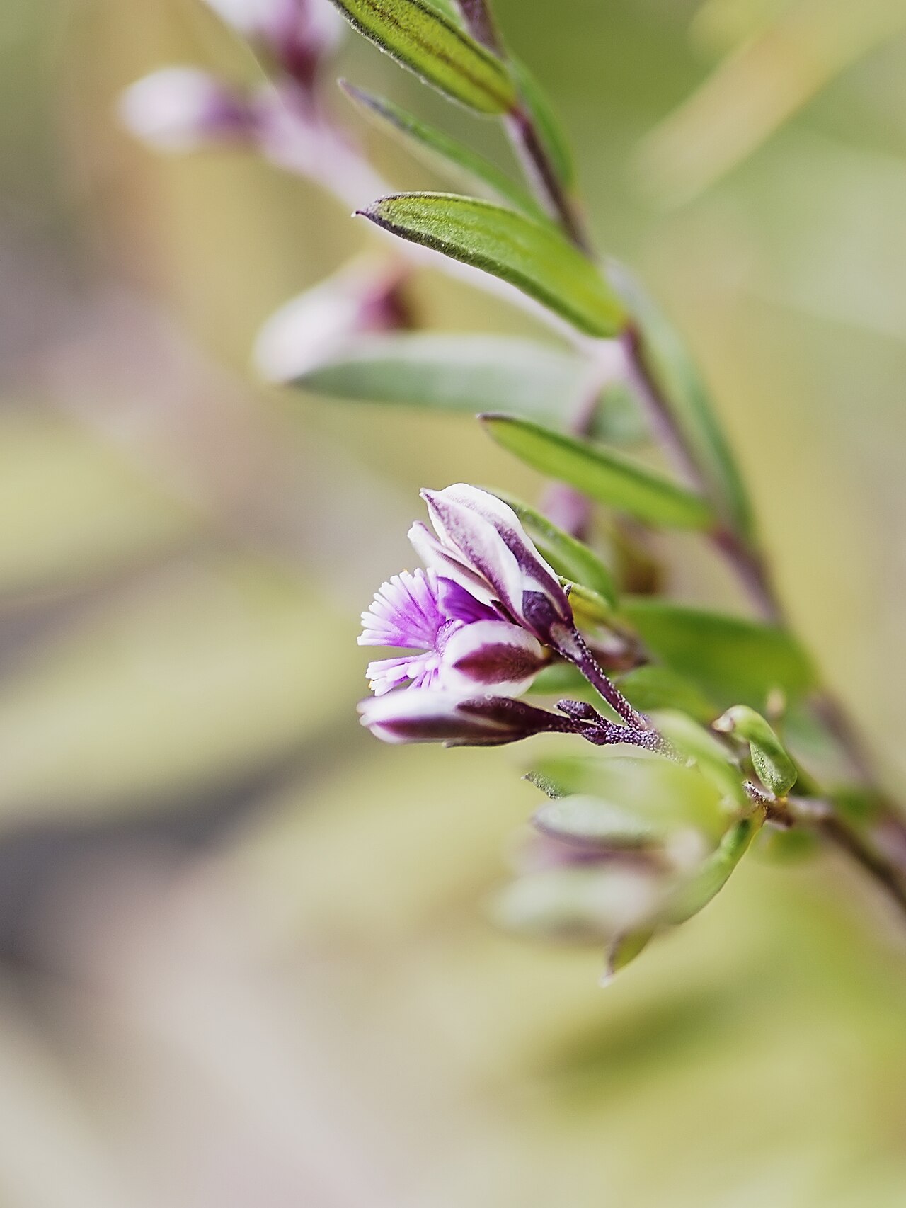 Polygala rupestris: Nice Milkwort near Castell de Santueri, Mallorca.