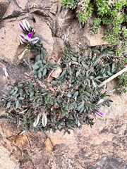 Polygala rupestris (Polygala rupestris)