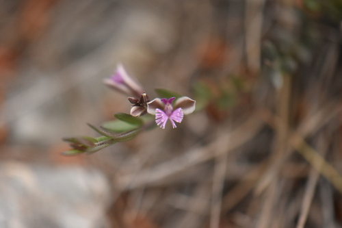Polygala rupestris (Polygala rupestris)