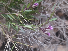 Polygala rupestris (Polygala rupestris)