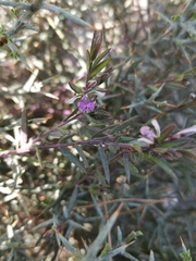 Polygala rupestris (Polygala rupestris)