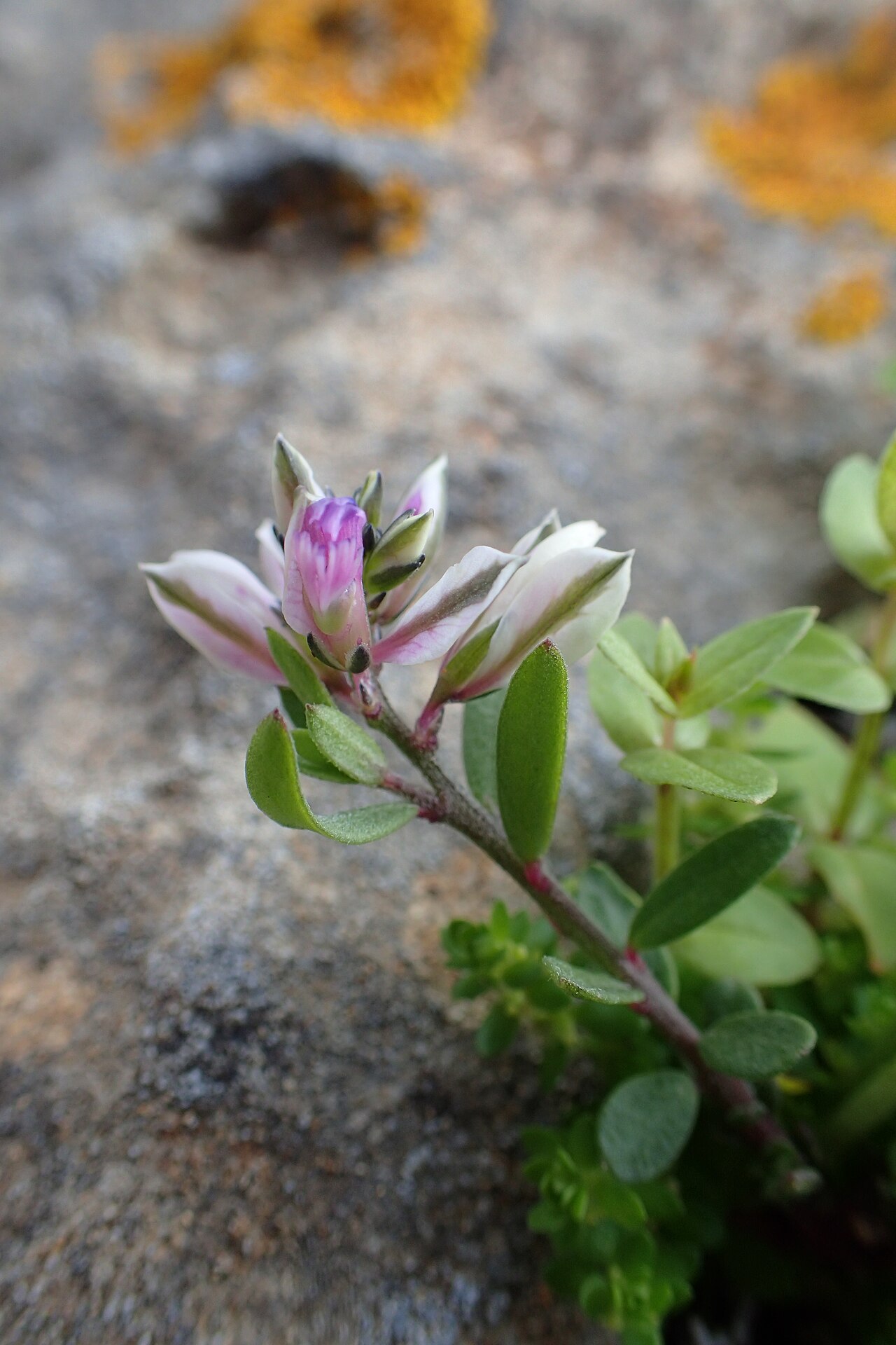 Polygala rupestris: Polygala rupestris in Essaouria