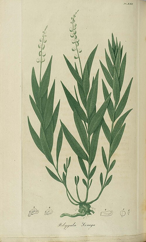 Seneca snakeroot: Plate XXX To view the entire book, please visit American Medical Botany .