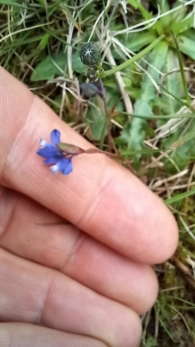 Polygala serpyllifolia (Polygala serpyllifolia)