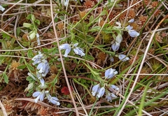 Polygala serpyllifolia (Polygala serpyllifolia)
