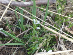 Polygala serpyllifolia (Polygala serpyllifolia)