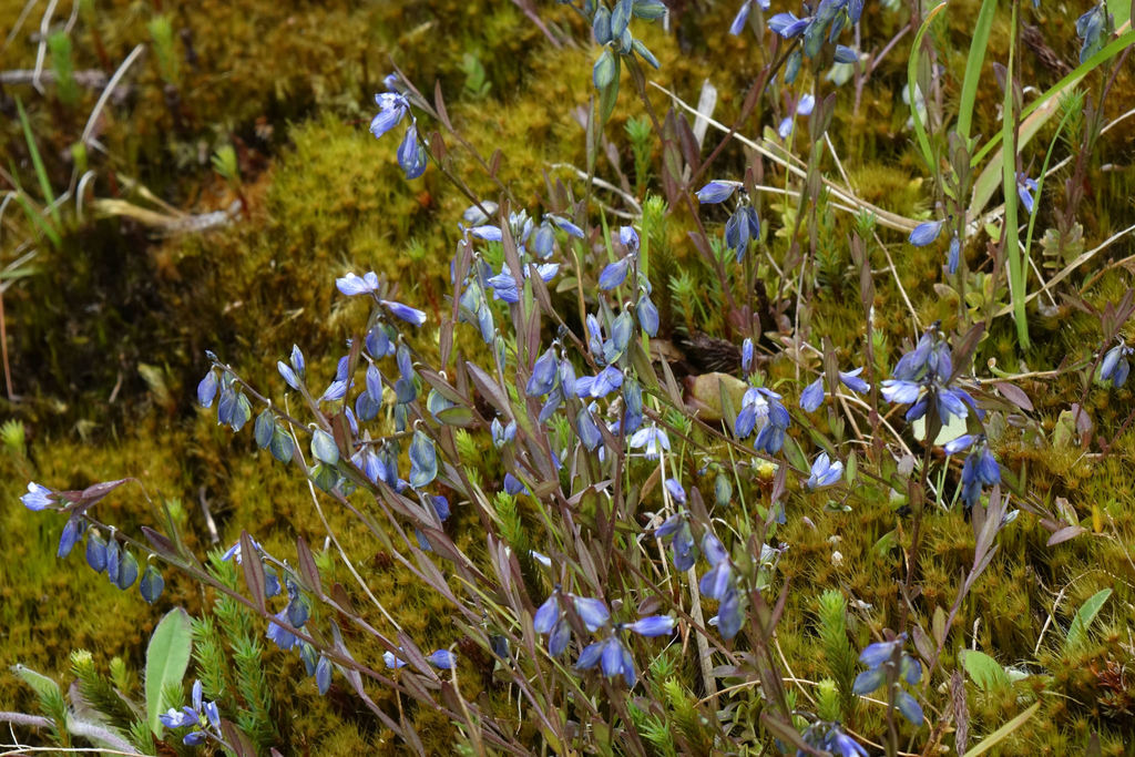 Polygala serpyllifolia (Polygala serpyllifolia)