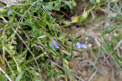 Polygala serpyllifolia (Polygala serpyllifolia)