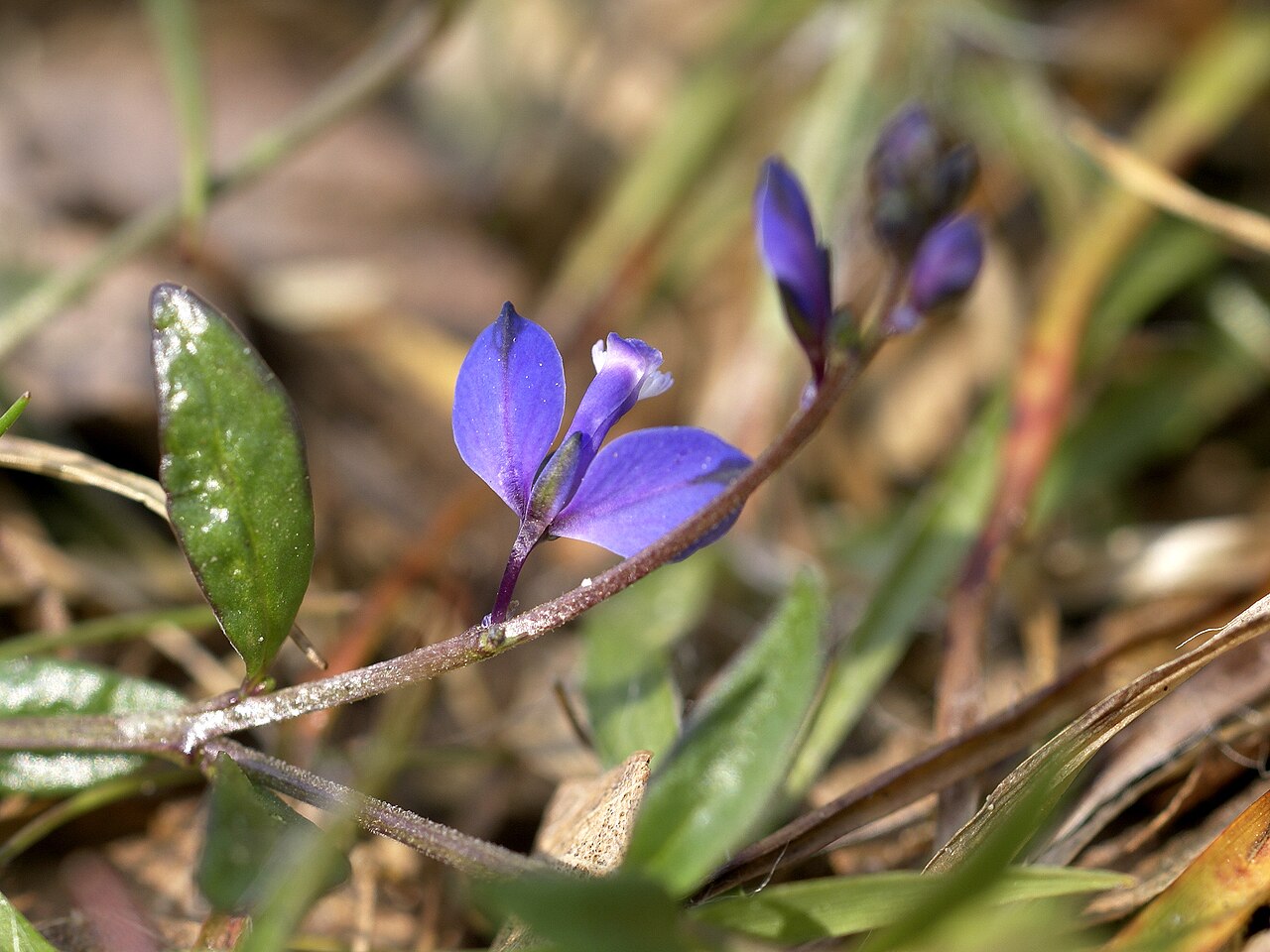 Polygala serpyllifolia: Thyme-leaved Milkwort at Schobbejakshoogte, Brugge - Belgium
