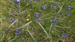Polygala serpyllifolia (Polygala serpyllifolia)