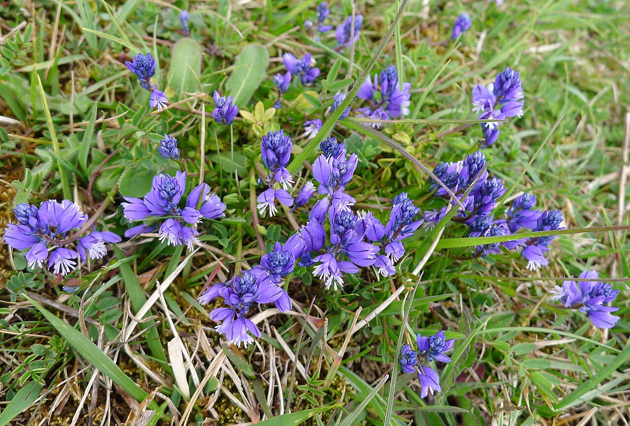 Polygala serpyllifolia: Rodborough Common Glos. SO 855010