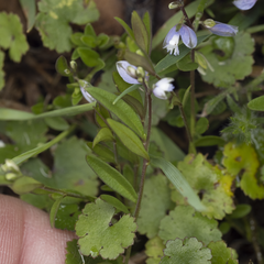 Polygala serpyllifolia (Polygala serpyllifolia)