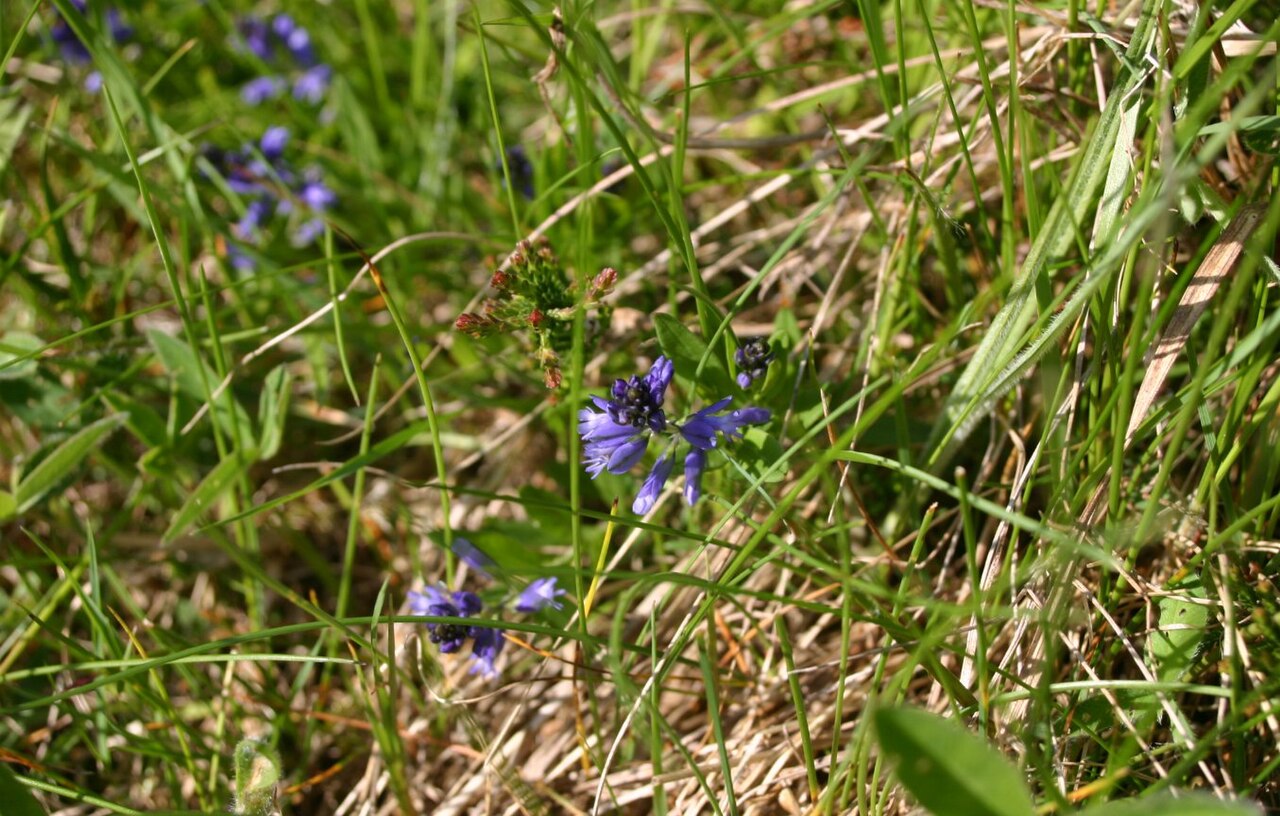 Polygala serpyllifolia: Polygala-serpyllifolia: Flowers.