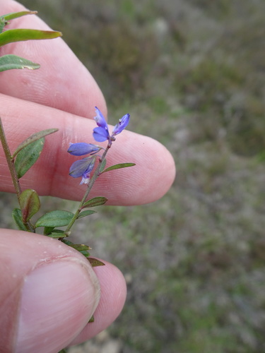 Polygala serpyllifolia (Polygala serpyllifolia)