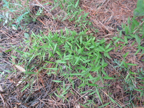 Polygala sibirica (Polygala sibirica)