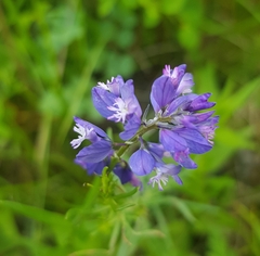 Polygala sibirica (Polygala sibirica)