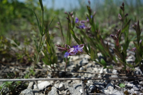 Polygala sibirica (Polygala sibirica)