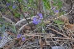 Polygala sibirica (Polygala sibirica)