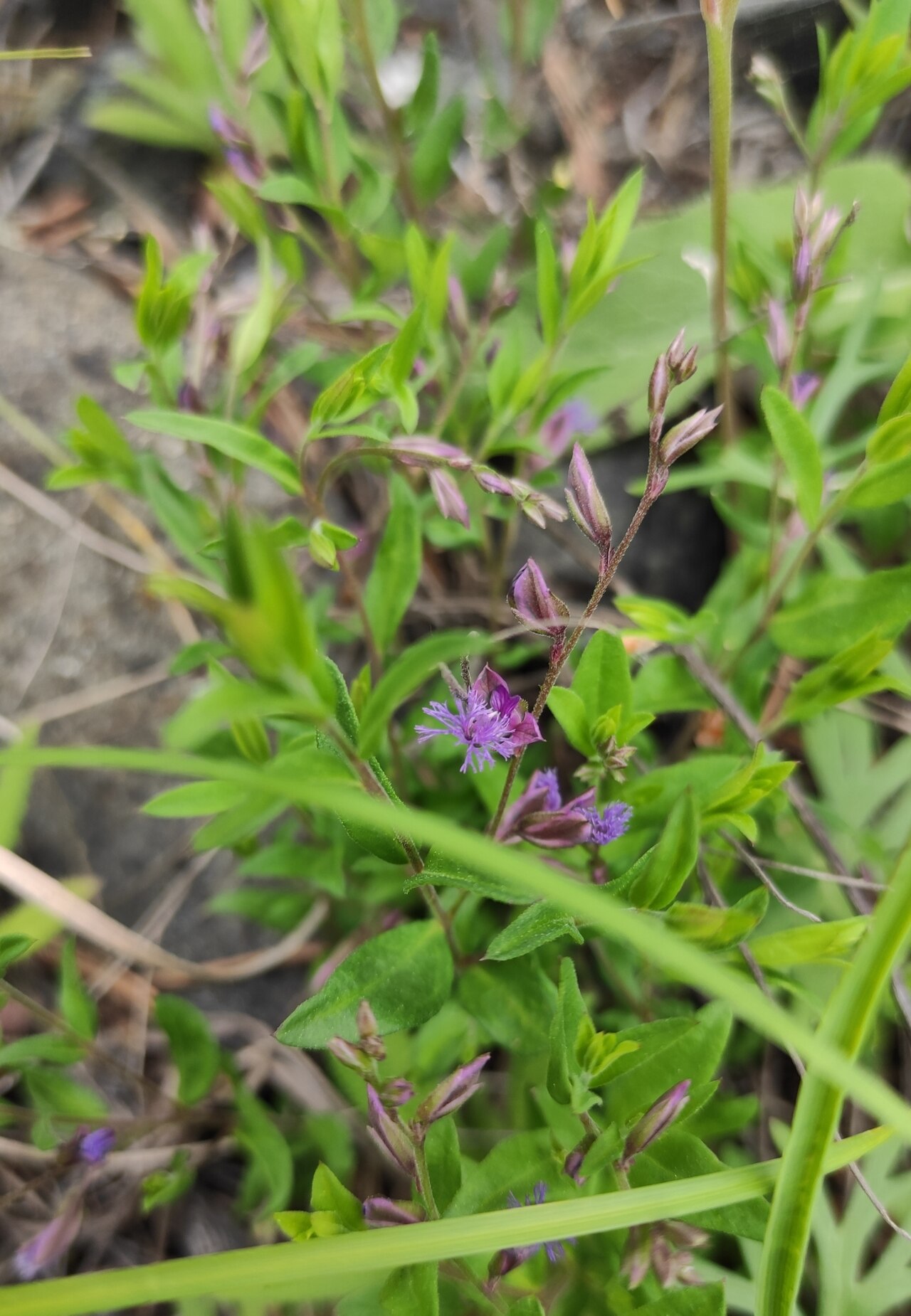 Polygala sibirica: Polygala sibirica