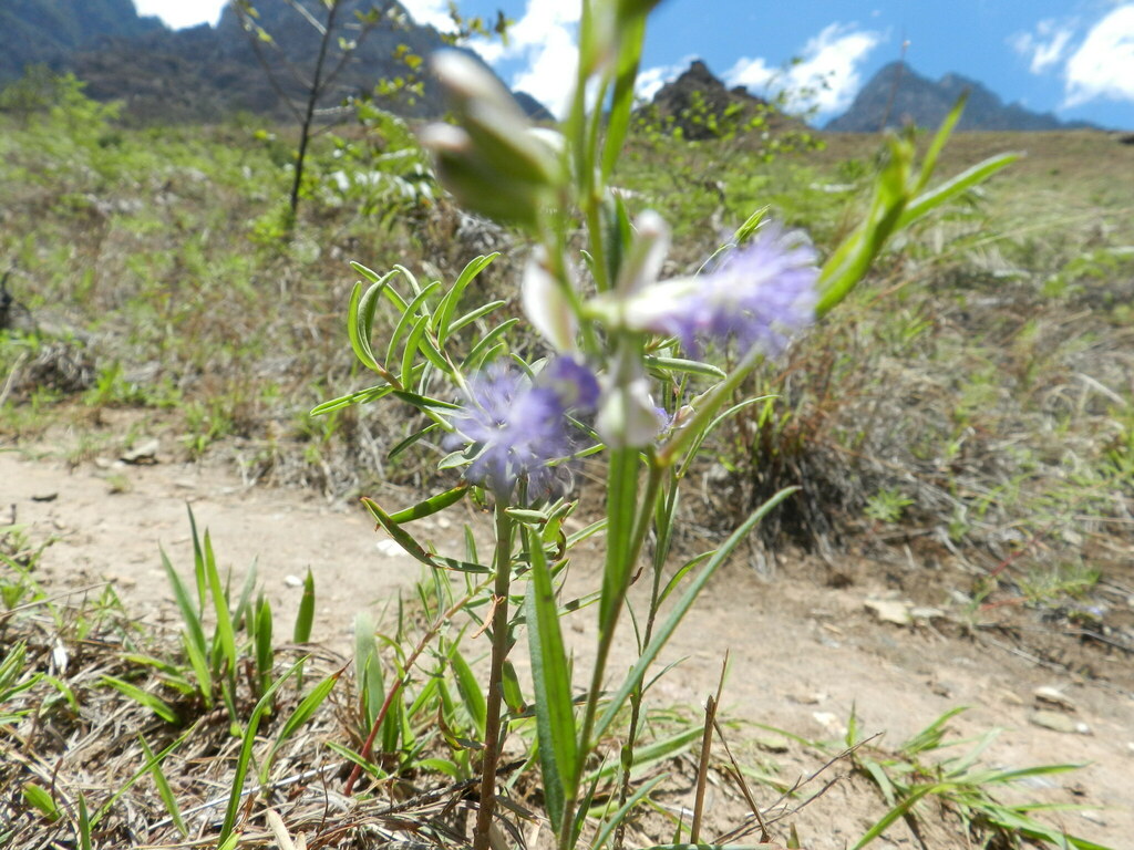 Polygala sibirica (Polygala sibirica)