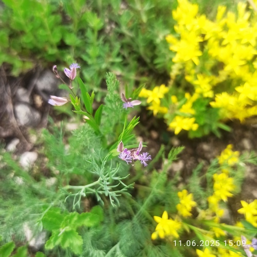 Polygala sibirica (Polygala sibirica)