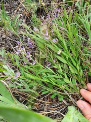Polygala sibirica (Polygala sibirica)