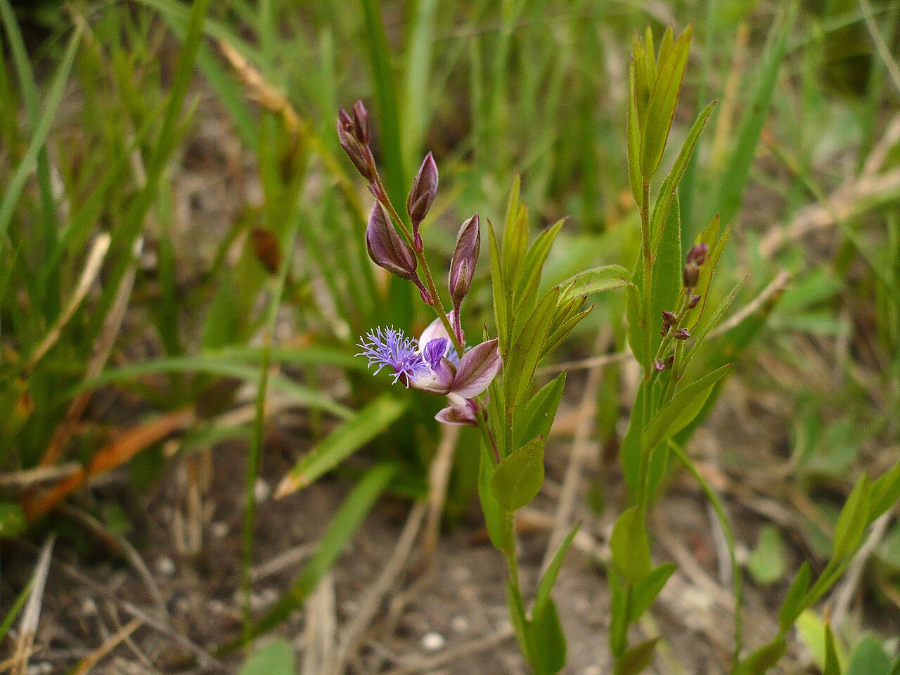 Polygala sibirica: Истод сибирский . Балка Каменный лог , бассейн реки Корень, Белгородская область. 2009 г. Из коллекции родового экопоселения «Кореньские родники».