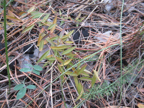 Polygala sibirica (Polygala sibirica)